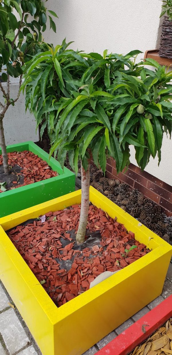 Pêssegueiro Anão para VASO 🍑 - Image 6