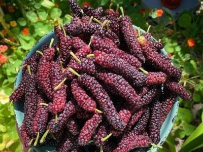 Árvore da amoreira Paquistanesa de fruto VERMELHO🇵🇰