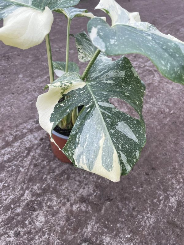 Monstera Constelação - Image 8