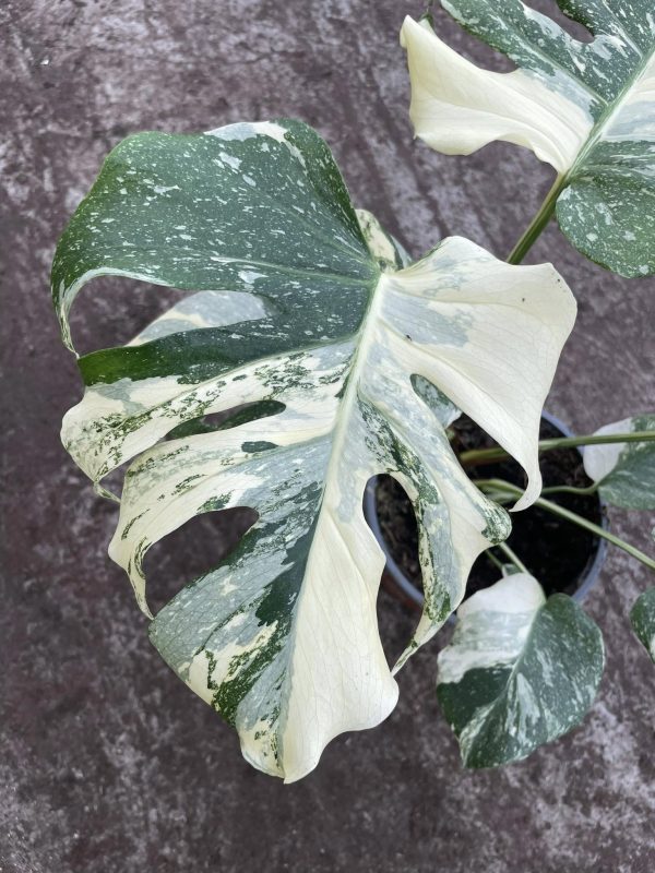 Monstera Constelação - Image 7