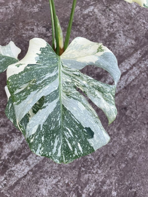 Monstera Constelação - Image 6