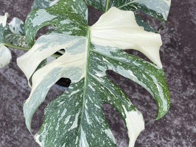 Monstera Constelação
