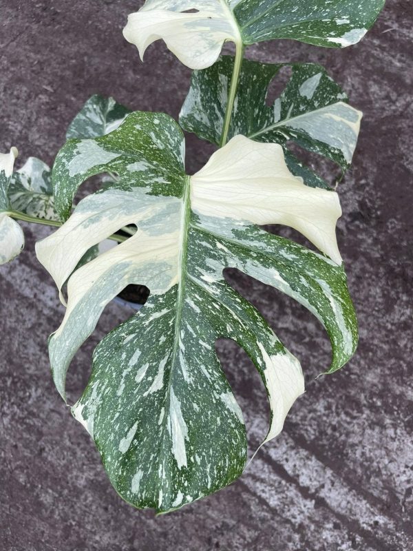 Monstera Constelação