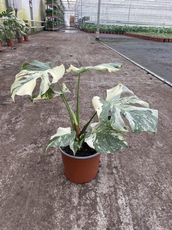 Monstera Constelação - Image 3