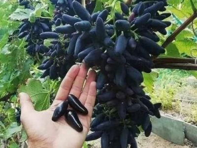 Videira de Uva de Dedo Dedo de Alien Tinta🍇👆👽💚