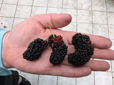 Árvore da amoreira de fruto JUMBO da Australia🇦🇺