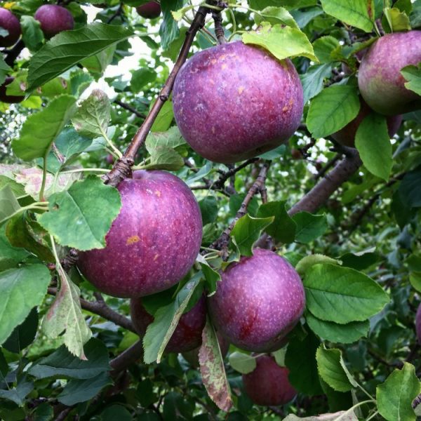 MACIEIRA da MAÇÃ AZUL🍎💙🇺🇸 - Image 10