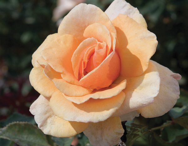 Roseira da Rosa Salmão - Image 8