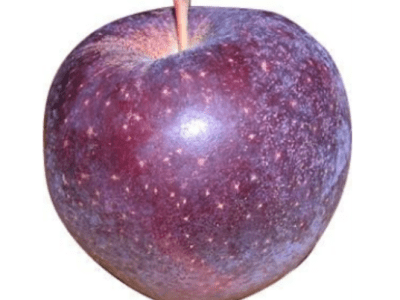 MACIEIRA da MAÇÃ AZUL🍎💙🇺🇸
