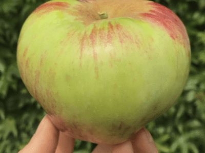 MACIEIRA da MAÇÃ GIGANTE da HUNGRIA🍏😁🇭🇺