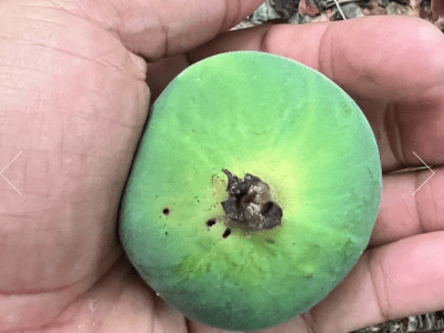 🇧🇷💚🌴JABUTICABA VERDE🌴💚🇧🇷