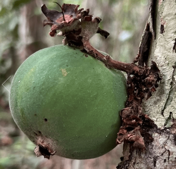 🇧🇷💚🌴JABUTICABA VERDE🌴💚🇧🇷 - Image 4