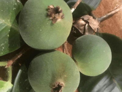 🇧🇷💚🌴JABUTICABA VERDE🌴💚🇧🇷