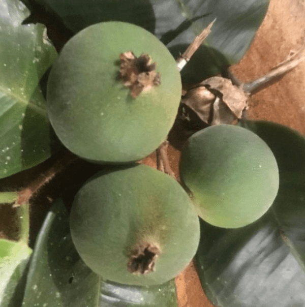 🇧🇷💚🌴JABUTICABA VERDE🌴💚🇧🇷 - Image 2