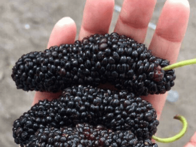 Árvore da amoreira de fruto JUMBO da China 🇨🇳