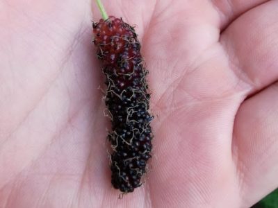 Árvore da amoreira de folha de Pé de Galinha