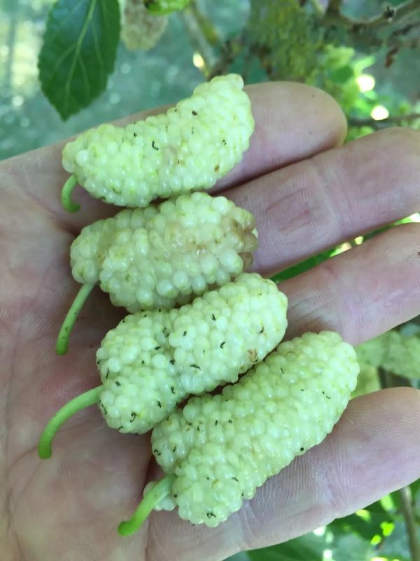 Árvore da amoreira de fruto gigante redondo BRANCO🇮🇷 - Image 4