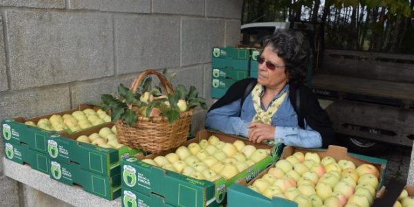 MACIEIRA da MAÇÃ BRAVE ESMOLFE🍏😁🇵🇹