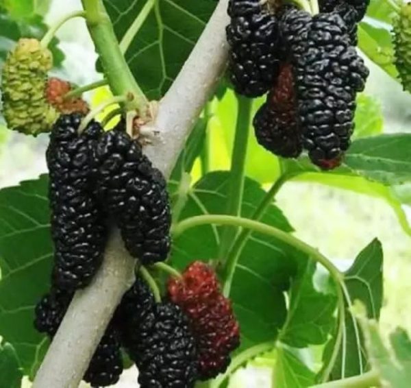 Árvore da amoreira de fruto Sem Sementes 🇨🇳 - Image 3