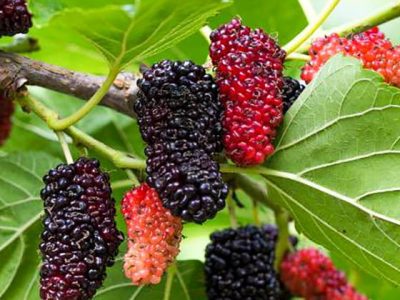 Árvore da amoreira de fruto Sem Sementes 🇨🇳