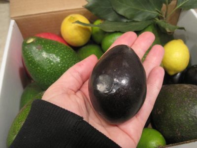 ABACATEIRO de ABACATE PRETO de SABOR a NOZES