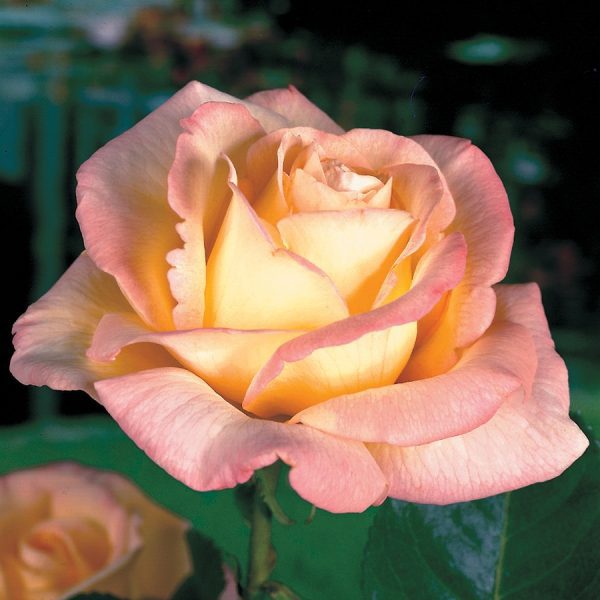 Roseira da Rosa Salmão - Image 9