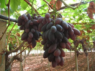 Videira de Uva de Dedo Dedo de Alien Tinta🍇👆👽💚