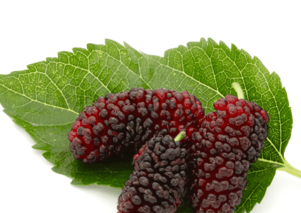 Árvore da amoreira de fruto redondo Vermelho 🇺🇸 - Image 7