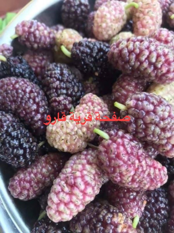 Árvore da amoreira de fruto gigante redondo ROXO🇮🇷 - Image 2