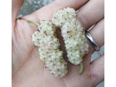 Árvore da amoreira de fruto gigante redondo BRANCO🇮🇷