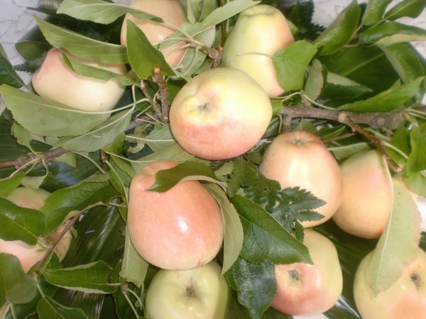 MACIEIRA da MAÇÃ BRAVE ESMOLFE🍏😁🇵🇹 - Image 5
