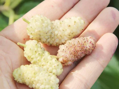 Árvore da amoreira de fruto gigante redondo BRANCO🇮🇷