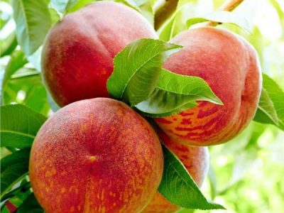 Pêssegueiro Anão para VASO 🍑