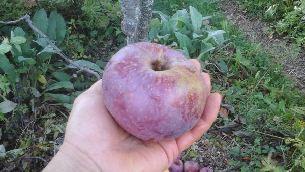 MACIEIRA da MAÇÃ AZUL🍎💙🇺🇸 - Image 8