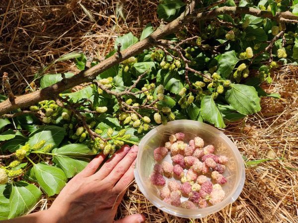 Árvore da amoreira de fruto gigante redondo ROSA🇮🇷 - Image 3