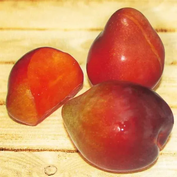 Ameixeira de Tubarão Vermelha🍑🦈❤️ - Image 3