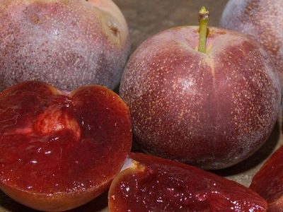 Ameixeira Borboleta Mariposa