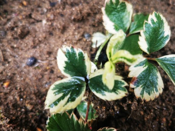Morangueiros de folha tigrada Variegata - Image 3