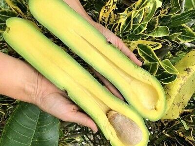 ABACATEIRO de ABACATE COMPRIDO