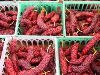 Árvore da amoreira Paquistanesa de fruto VERMELHO🇵🇰