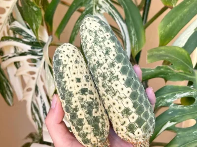 Monstera Constelação