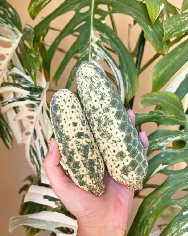 Monstera Constelação - Image 2
