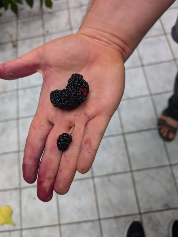 Árvore da amoreira de fruto JUMBO da Australia🇦🇺 - Image 2