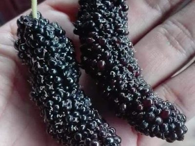 Árvore da amoreira de fruto JUMBO da China 🇨🇳