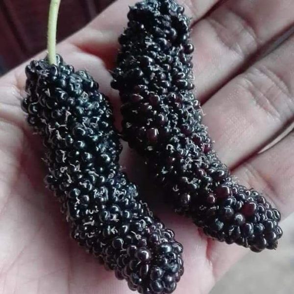 Árvore da amoreira de fruto JUMBO da China 🇨🇳