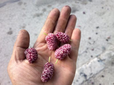 Árvore da amoreira de fruto gigante redondo ROSA🇮🇷