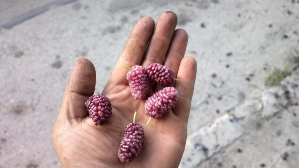 Árvore da amoreira de fruto gigante redondo ROSA🇮🇷