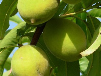 Pêssego Tubarão 🍑🦈