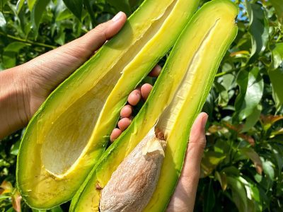 ABACATEIRO de ABACATE COMPRIDO