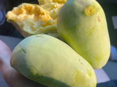 🇺🇸🌀Manga de frio (Paw paw) GIGANTE🌀🇺🇸